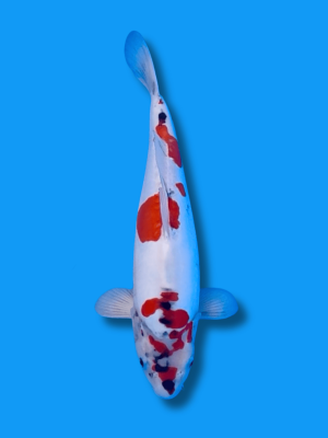 Doitsu Showa | Koi&Co.